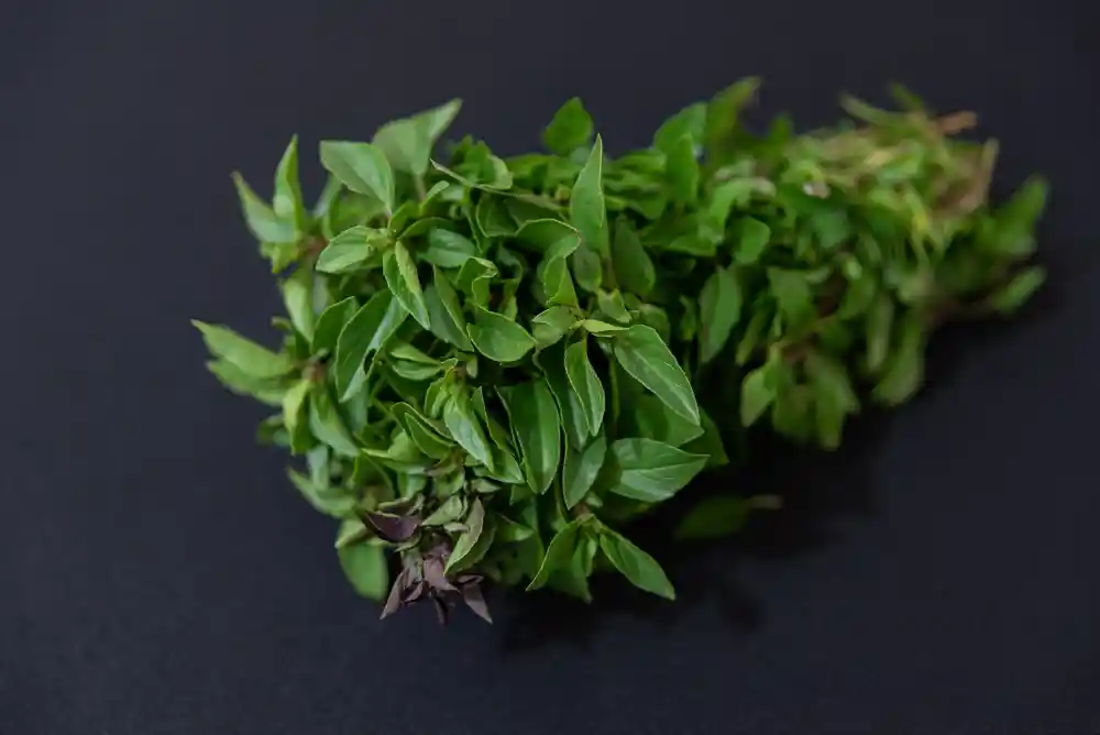 Basil Leaves Tulsi