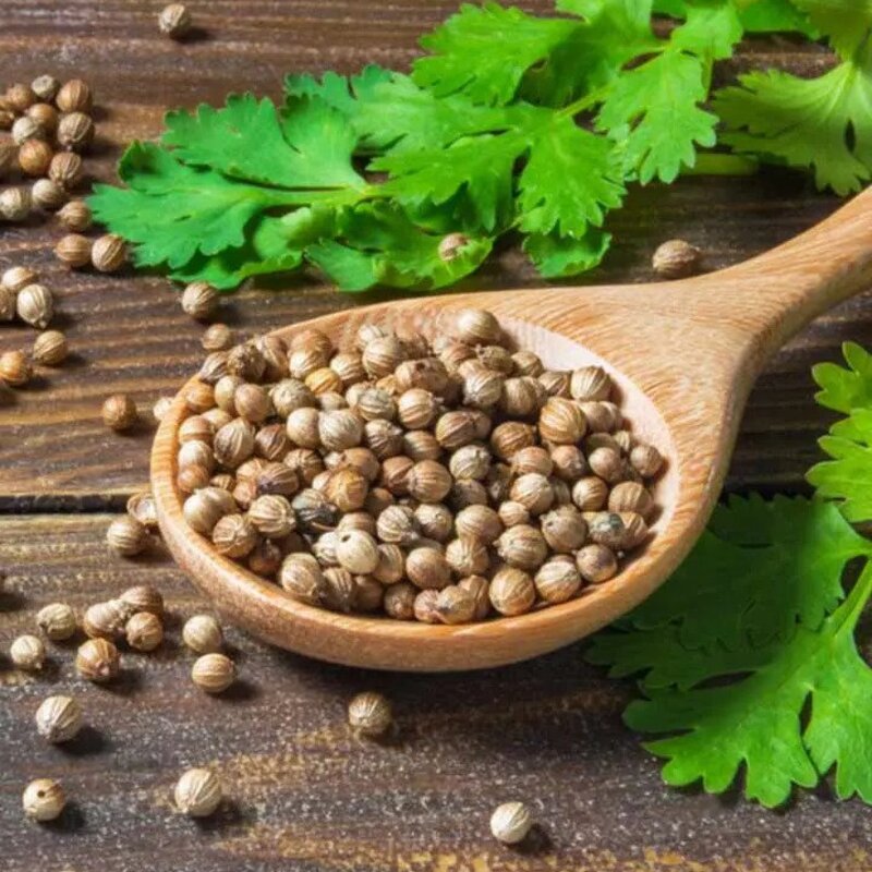 Coriander