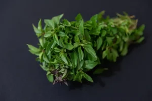 Basil Leaves Tulsi